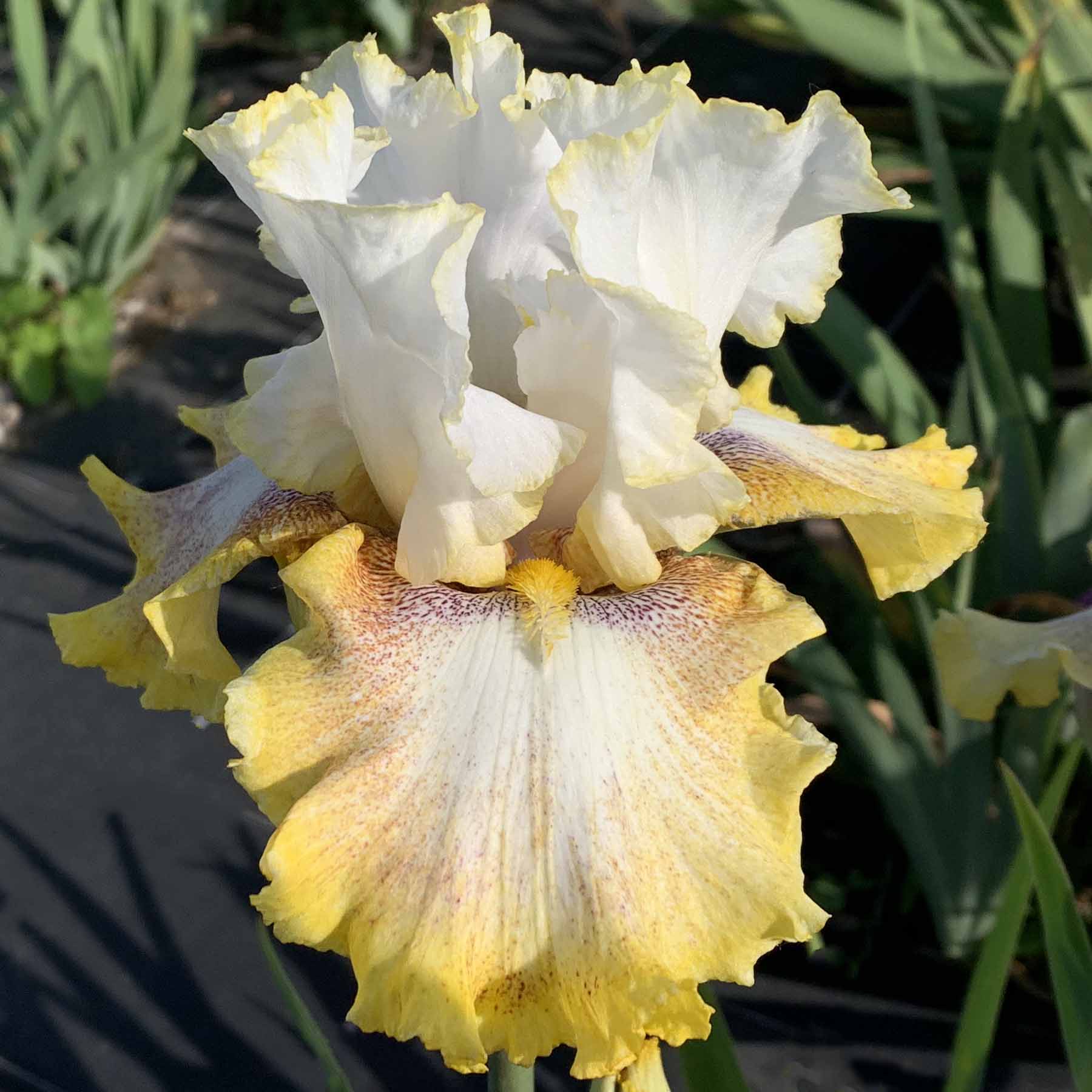 RING AROUND ROSI.jpg